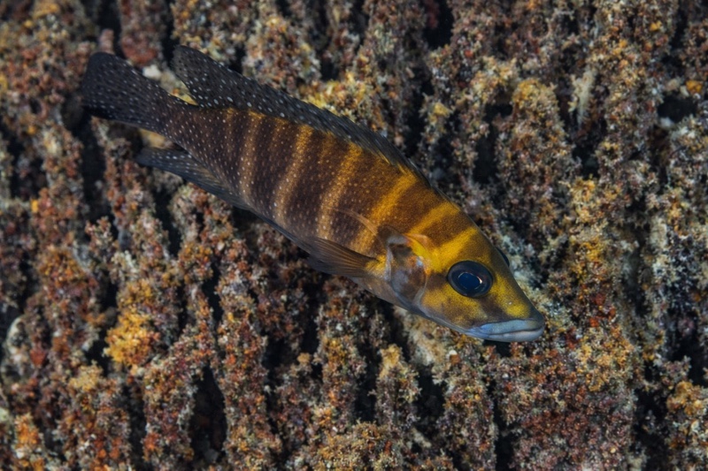 Altolamprologus compressiceps 'Mtosi'